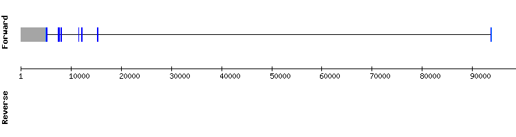 gene structure