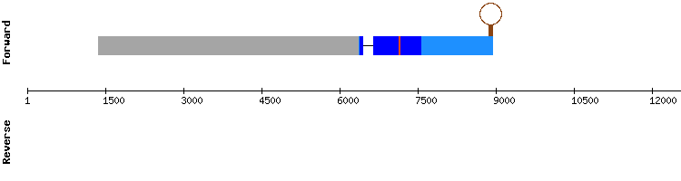 gene structure