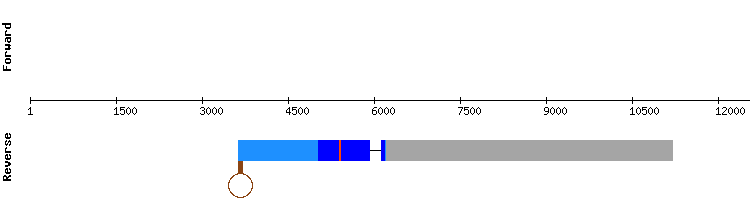 gene structure