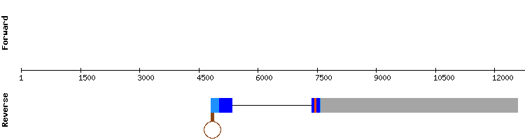 gene structure