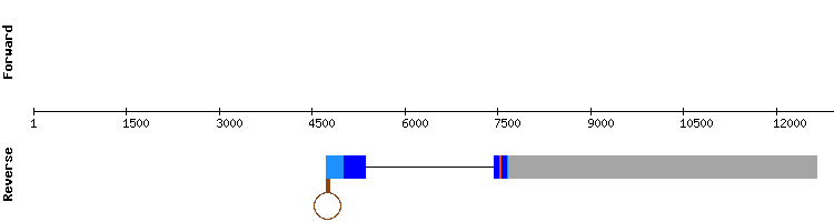 gene structure