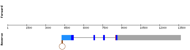 gene structure