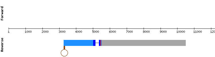 gene structure