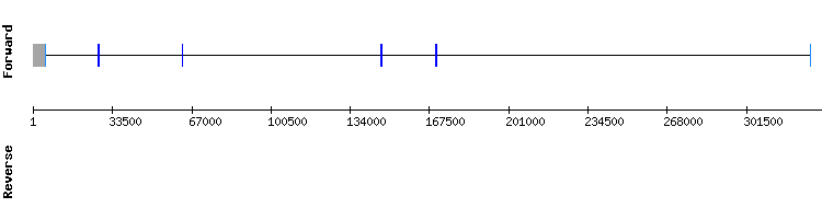 gene structure