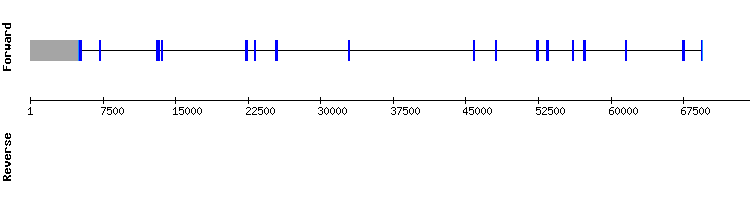 gene structure