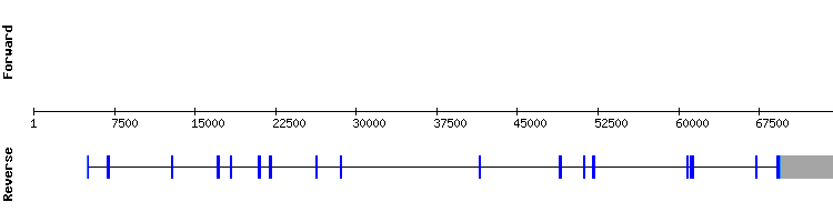 gene structure