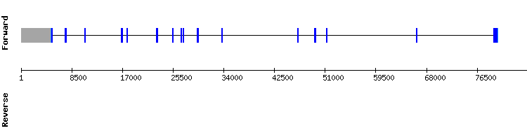 gene structure