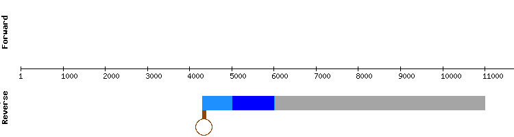 gene structure