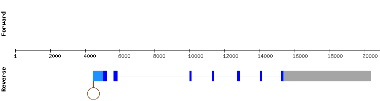 gene structure