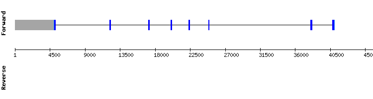 gene structure