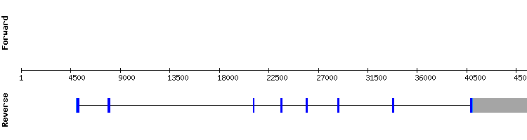 gene structure