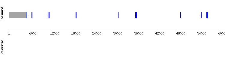 gene structure
