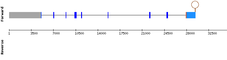 gene structure