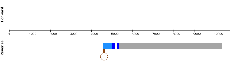 gene structure