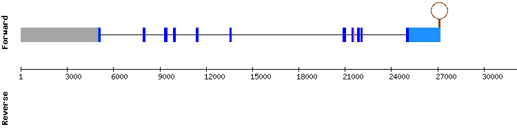 gene structure