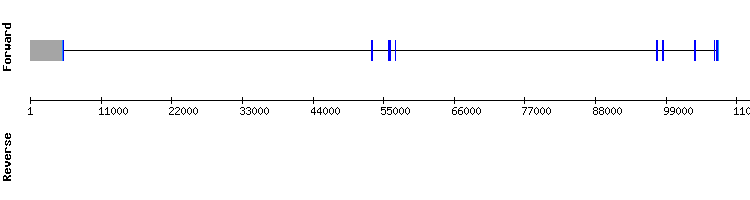 gene structure