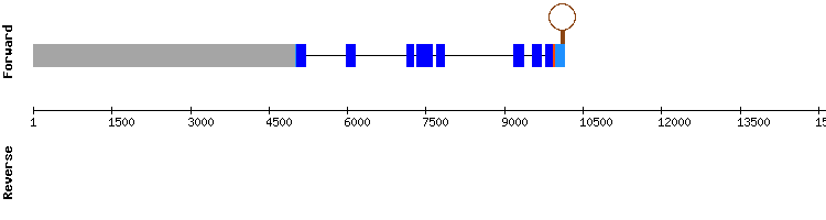 gene structure
