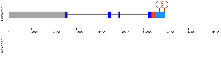 gene structure