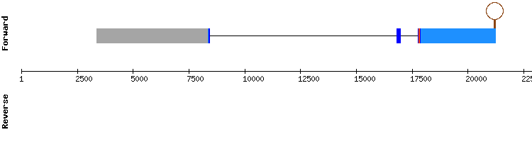 gene structure