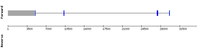gene structure