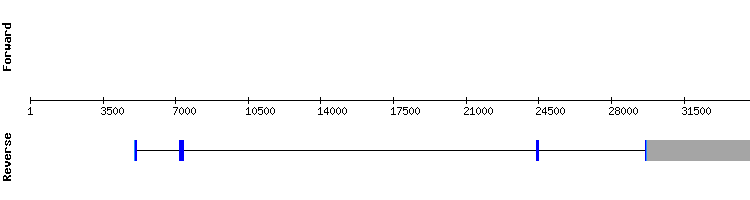 gene structure