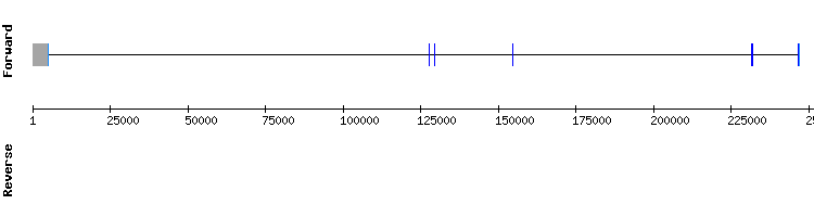 gene structure