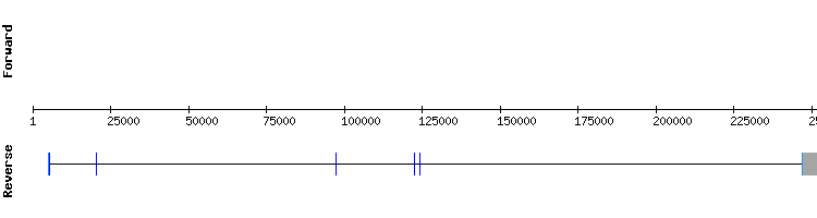 gene structure