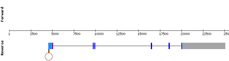 gene structure