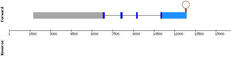 gene structure
