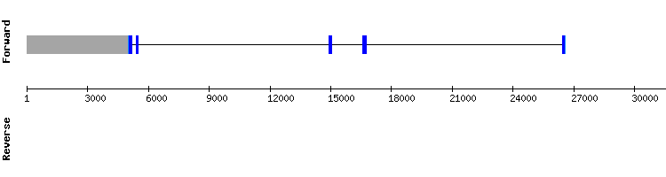 gene structure