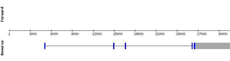 gene structure