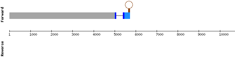 gene structure