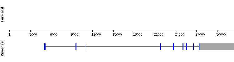 gene structure