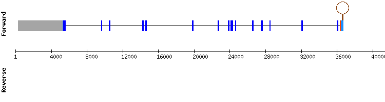 gene structure