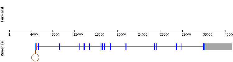 gene structure
