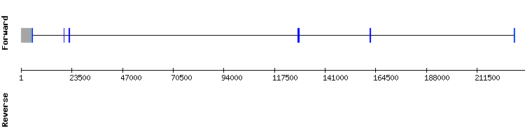 gene structure