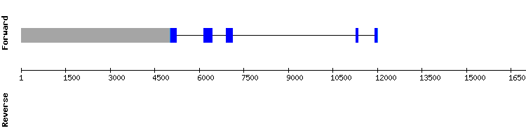 gene structure