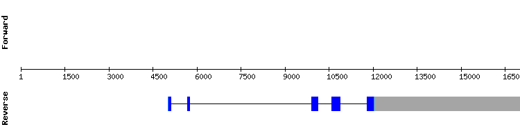 gene structure