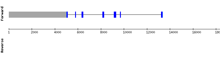 gene structure