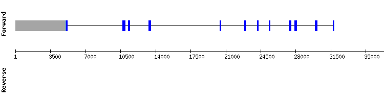 gene structure