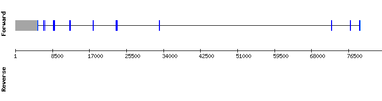 gene structure