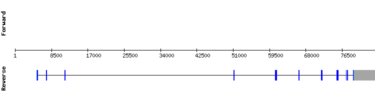 gene structure