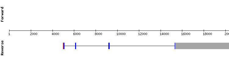 gene structure
