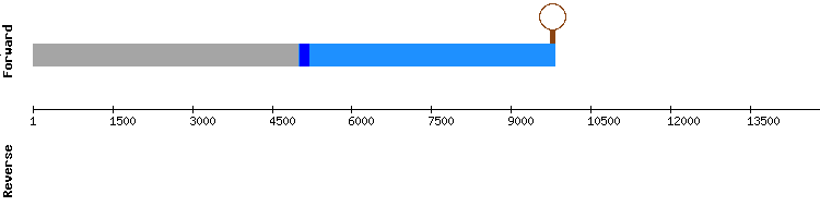 gene structure