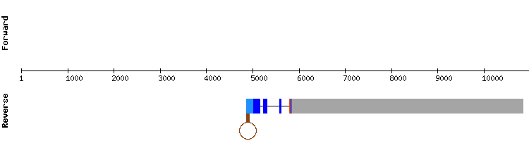 gene structure
