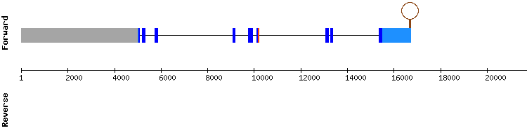 gene structure