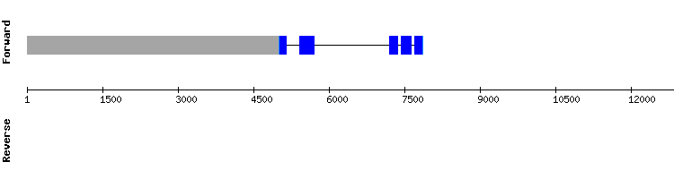 gene structure