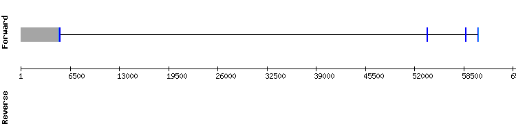 gene structure