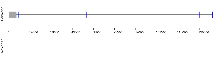 gene structure