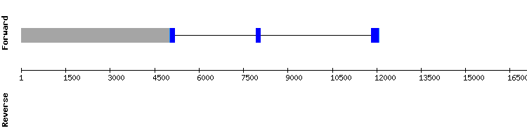 gene structure